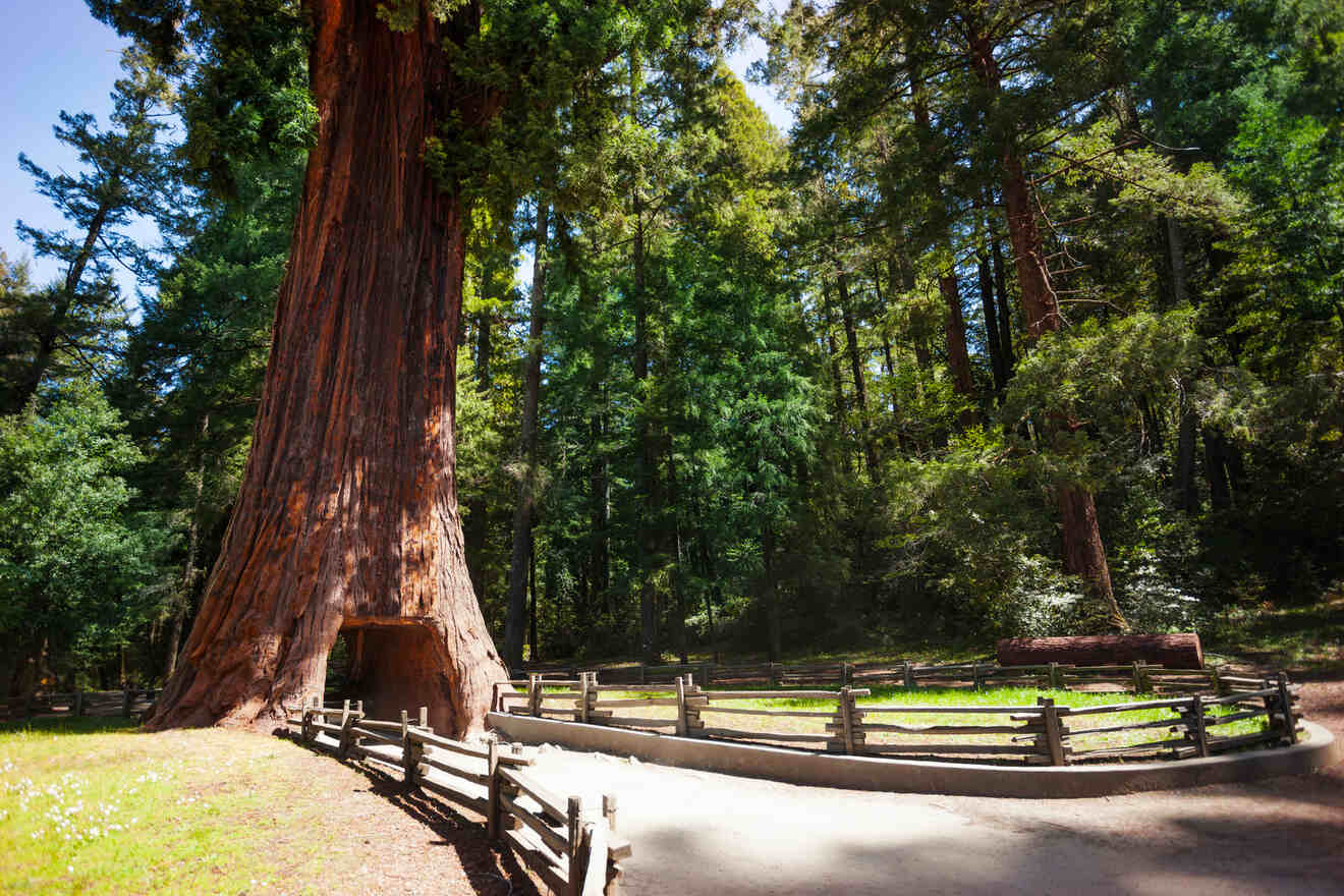 0 Where to Stay in Redwood National Park